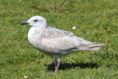 Glaucous-winged martı (Larus glaucescens)