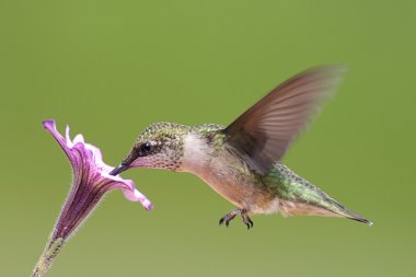 Juvenile Ruby-throated Hummingbird (archilochus colubris) clipart