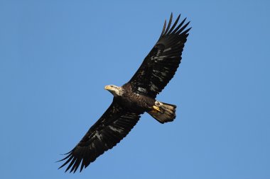 Alt yetişkin kel kartal (haliaeetus leucocephalus)