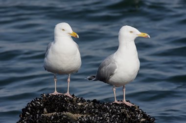 Pair of Herring Gull By The Ocean clipart