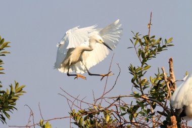 Karlı Akbalıkçıl (egretta thula)