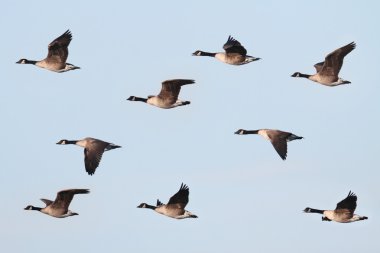 Canada Goose (Branta canadensis) In Flight clipart