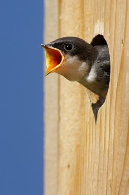 Baby Bird In a Bird House clipart