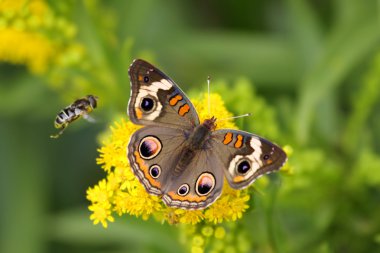 Common Buckeye Butterfly And Bee clipart