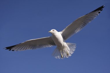 Ring-billed martı