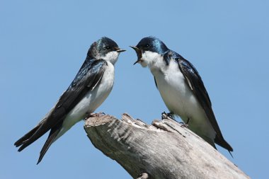 Pair of Tree Swallows on a stump clipart