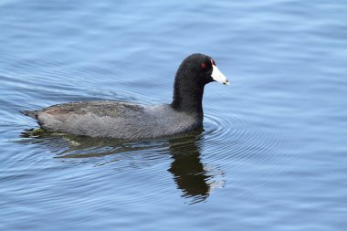 Amerikan Sakarmeke (Fulica americana)