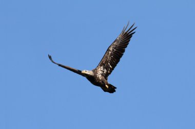 Alt yetişkin kel kartal (haliaeetus leucocephalus)