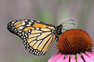 Kral Kelebeği (danaus plexippus))