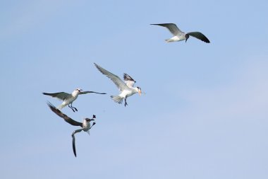 Endangered Royal Tern (Sterna maxima) clipart