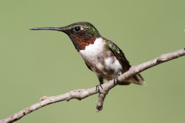 Yakut boğazlı sinekkuşu (Archilochus colubris)
