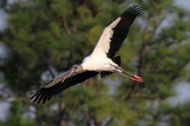 Wood Stork In Flight clipart