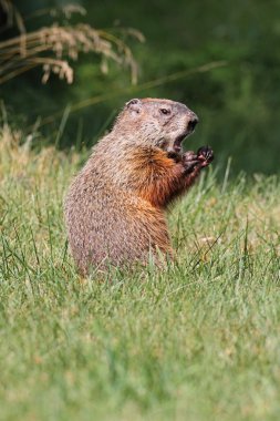 Groundhog (Marmota monax) clipart