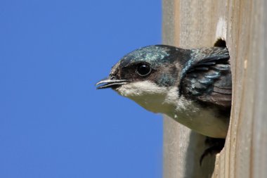 Tree Swallow In a Bird House clipart