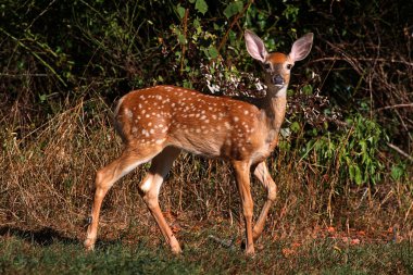 White-tailed Deer Fawn clipart