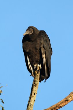 Black Vulture clipart