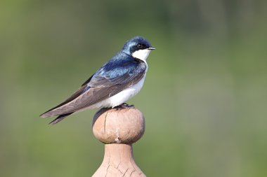 Tree Swallow on a stump clipart