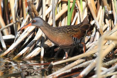 Virginia Demiryolu (rallus limicola)