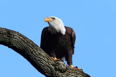 Kel Kartal (haliaeetus leucocephalus))