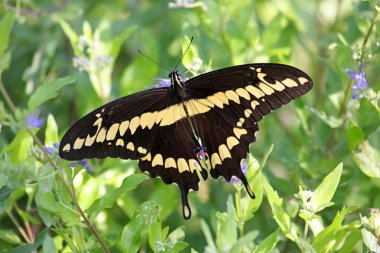 Dev Swallowtail kelebek (Papilio cresphontes)