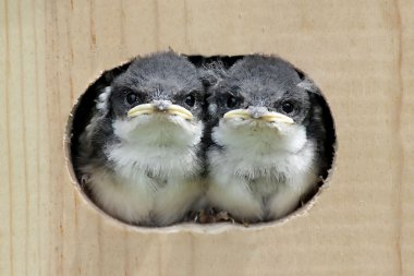 Baby Birds In a Bird House clipart