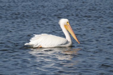 American White Pelican clipart