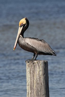 Kahverengi Pelikan (Pelecanus occidentalis)