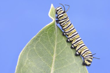 Monarch kelebek Caterpillar (danaus plexippus)