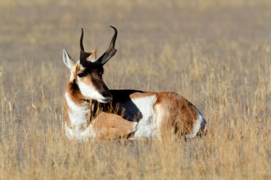 Pronghorn Antelope (Antilocapra americana) clipart