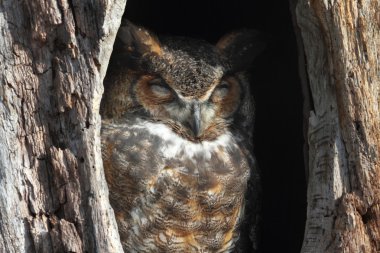 Great Horned Owl (Bubo virginianus) clipart