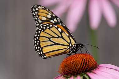 Monarch Butterfly (danaus plexippus) clipart