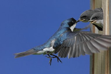 Tree Swallow Feeding Babies clipart