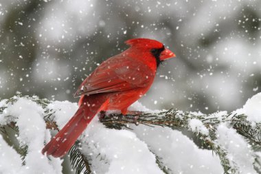 Kardinal bir kar fırtınası