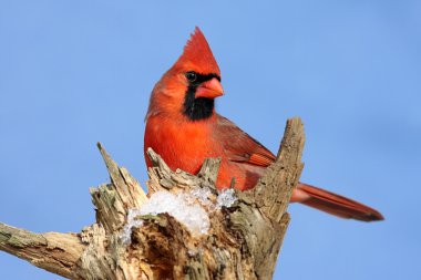 Male Northern Cardinal clipart