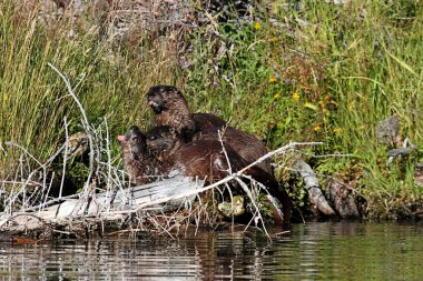 Baby River Otters clipart