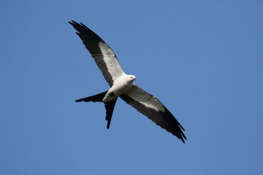 Swallow-tailed Kite clipart