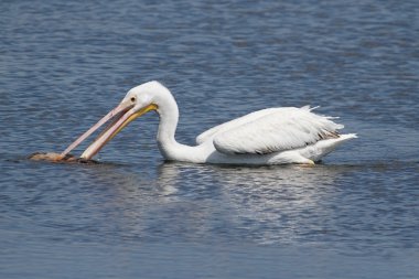 American White Pelican clipart