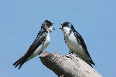 Pair of Tree Swallows on a stump clipart