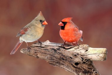 Pair of Northern Cardinals clipart