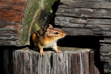 Eastern Chipmunk (Tamias striatus) clipart