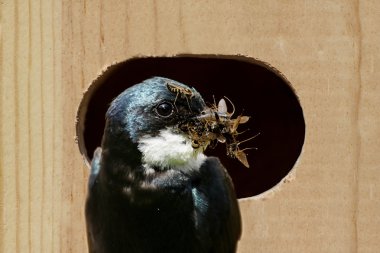 Tree Swallow Bringing Food To A Nest clipart