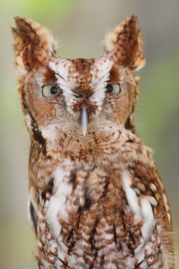 Eastern Screech-Owl (Megascops asio) clipart