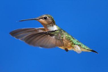 Yakut boğazlı sinekkuşu (Archilochus colubris)