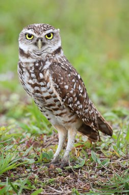 Kazan Baykuş (athene cunicularia)