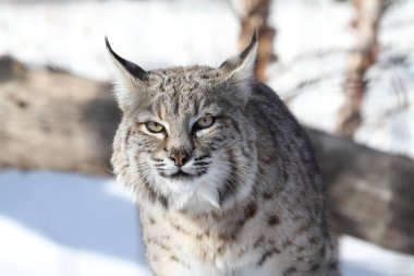 Bobcat (Lynx rufus) clipart