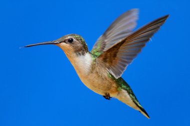 Yakut boğazlı sinekkuşu (Archilochus colubris)