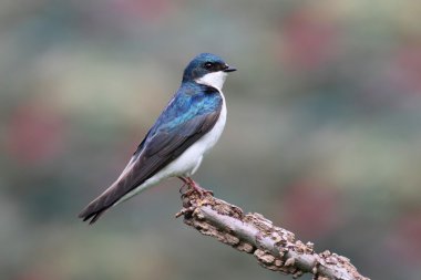 Tree Swallow on a stump clipart