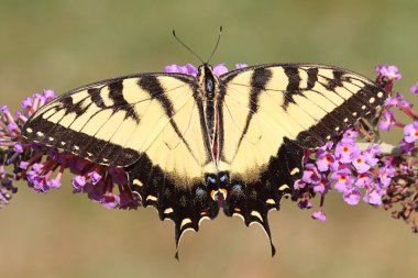 Erkek kaplan Swallowtail (papilio glaucas)