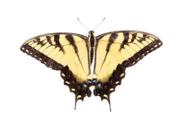 Erkek kaplan Swallowtail (papilio glaucas)