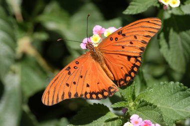 Körfez Fritillary (Agraulis vanillae)